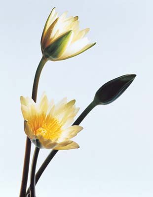aib016074.jpg
