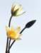 aib016074_small.jpg