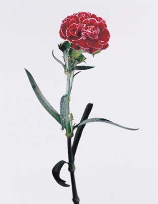 aib016075.jpg