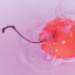 aib020028_small.jpg