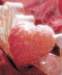 aib026013_small.jpg