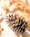 aib027033_small.jpg