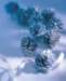 aib027043_small.jpg