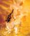 aib028008_small.jpg
