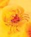 aib028009_small.jpg