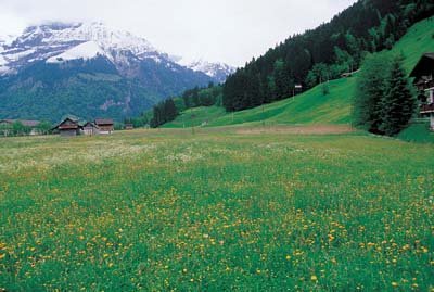 aib037014.jpg